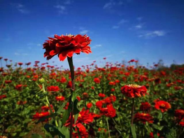 华为seaal10是什么型号的手机，型号为seaal10什么手机