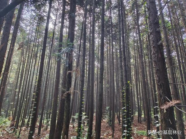 广西杉木原木价格多少钱一方，杉木原木价格多少钱一方知乎