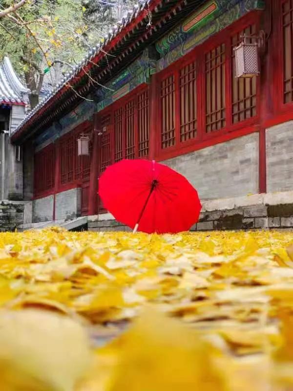 华为seaal10是什么型号的手机，型号为seaal10什么手机