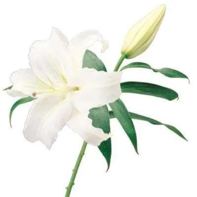 百合车车描写文字，她唇之下