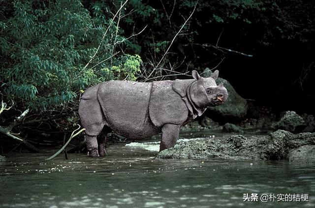 世界珍稀动物仅剩一只大熊猫，世界珍稀动物仅剩一只狗