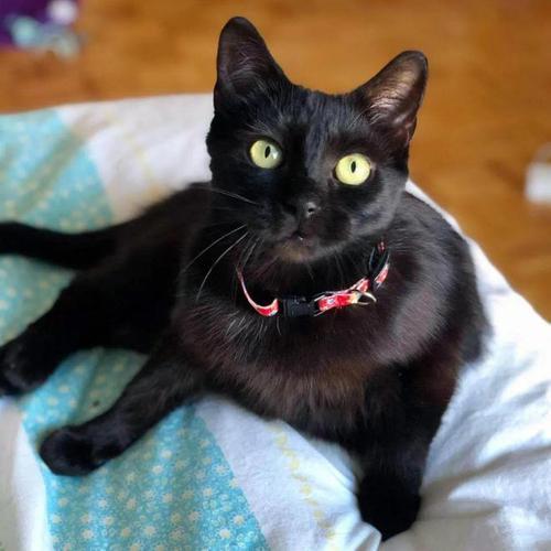 长毛黑猫是什么品种，大耳朵黑猫是什么品种