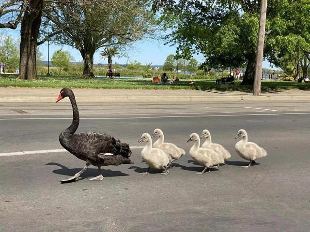 华为seaal10是什么型号的手机，型号为seaal10什么手机