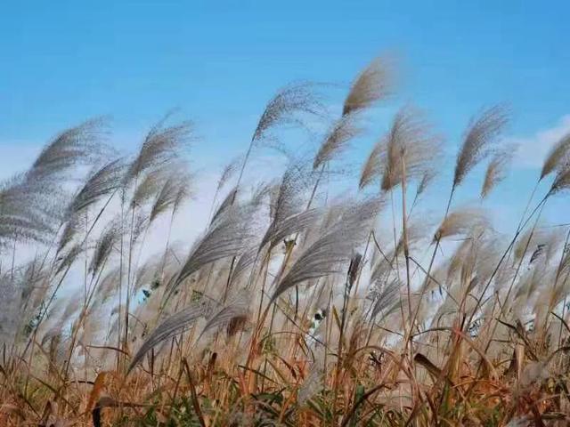 华为seaal10是什么型号的手机，型号为seaal10什么手机