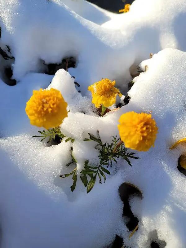 华为seaal10是什么型号的手机，型号为seaal10什么手机