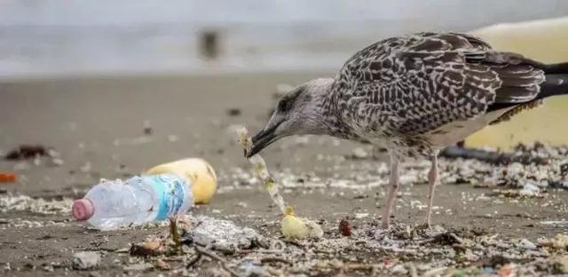 垃圾分类有什么好处和意义英语作文，垃圾分类的意义有哪些 好处