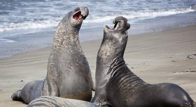 匹诺曹是什么意思啊,匹诺曹的意思