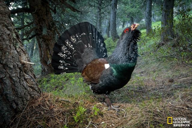 马航中国科学家名单，马航上的八名科学家研究的什么