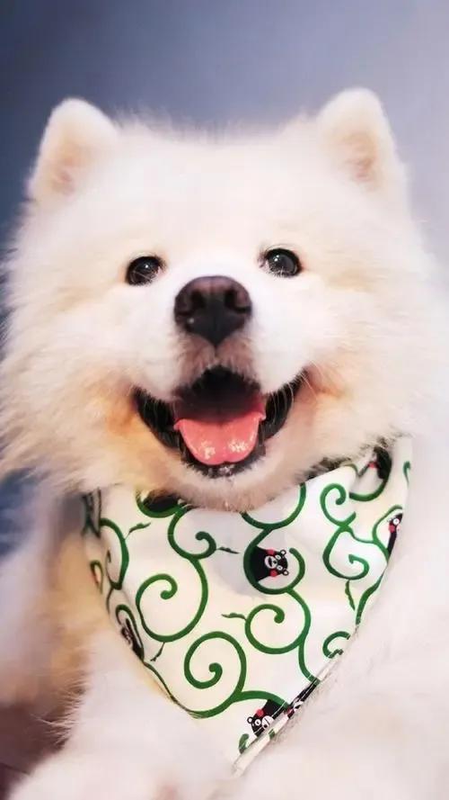 铲屎官是啥意思，铲屎官是啥意思网络用语