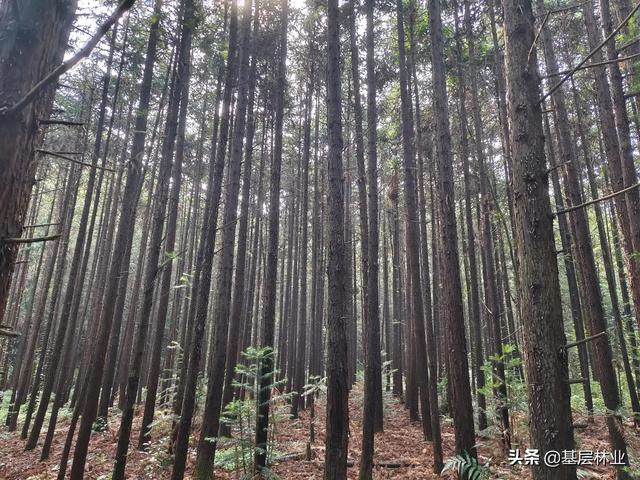 广西杉木原木价格多少钱一方，杉木原木价格多少钱一方知乎