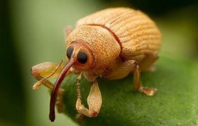 匹诺曹是什么意思啊,匹诺曹的意思