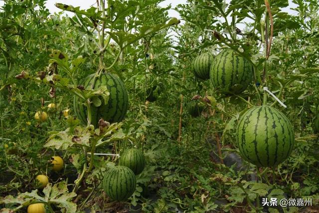 冰淇淋西瓜是什么品种图片大全，冰淇淋西瓜是什么品种图片介绍