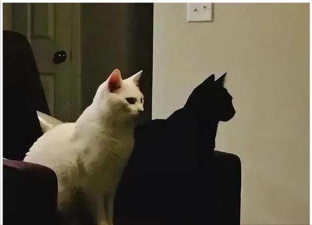 长毛黑猫是什么品种，大耳朵黑猫是什么品种