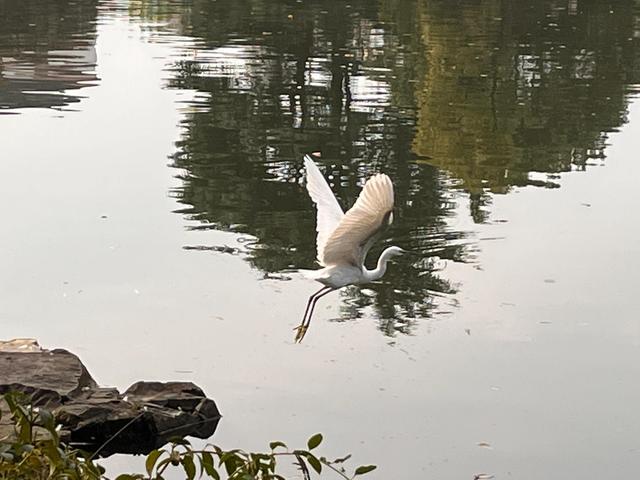华为seaal10是什么型号的手机，型号为seaal10什么手机