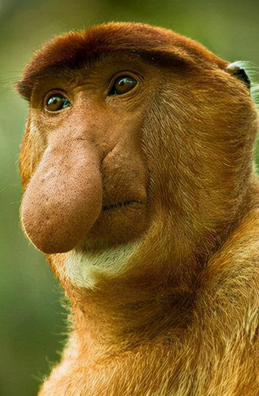 匹诺曹是什么意思啊,匹诺曹的意思