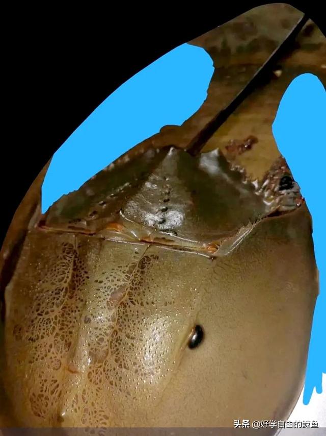 海洋活化石中华鲎怎么读，活化石 鲎怎么读