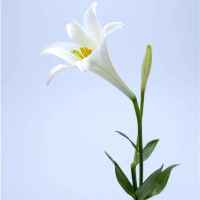 百合车车描写文字，她唇之下