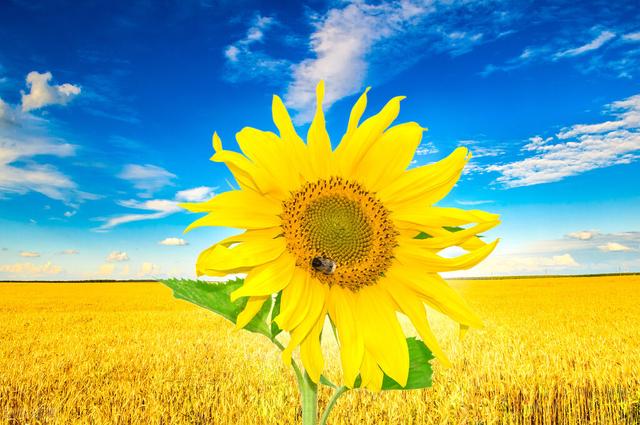 抖音上很火的自我介绍做生意，抖音上很火的自我介绍模板