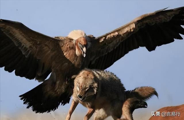 十大灭绝的可怕古生物（十大灭绝的奇怪古生物）