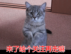 长毛黑猫是什么品种，大耳朵黑猫是什么品种