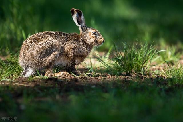 养100只兔子一年的利润有多少，养100只兔子一年的利润有多大