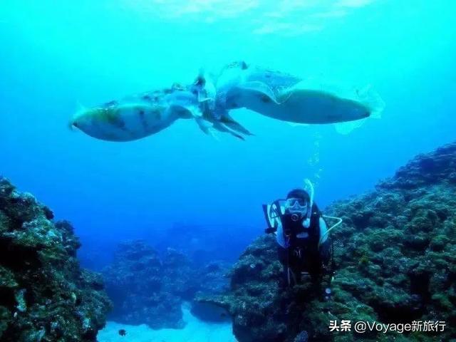 万叶集作者,万叶集原文