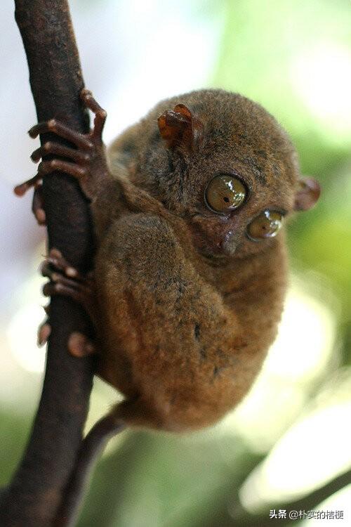 世界珍稀动物仅剩一只大熊猫，世界珍稀动物仅剩一只狗