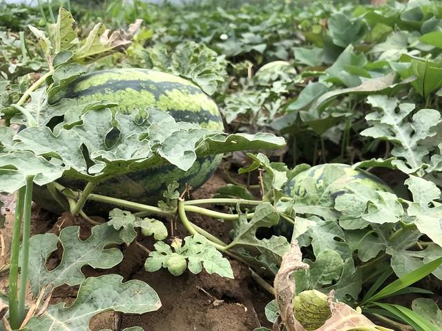 女人为什么不能送男人鞋子，女人是不是不能给男人送鞋