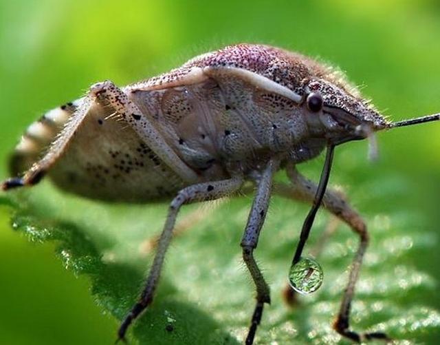 匹诺曹是什么意思啊,匹诺曹的意思