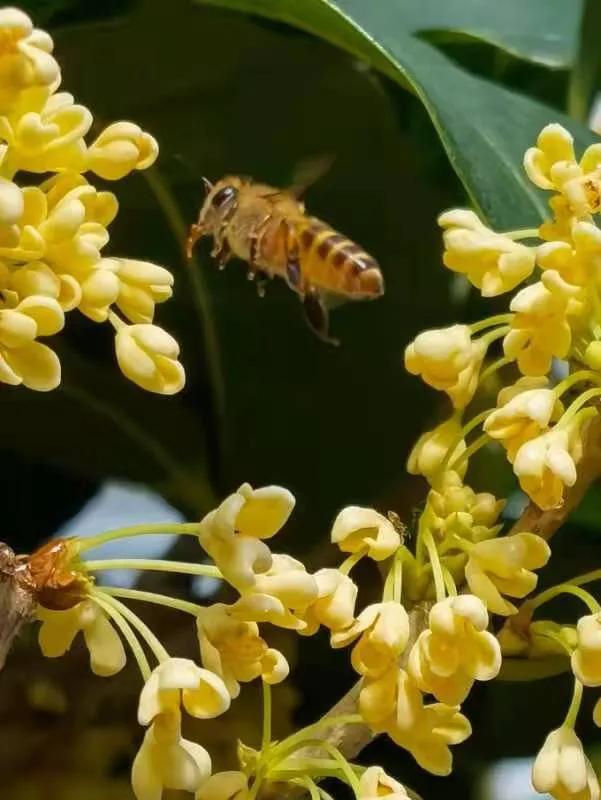 华为seaal10是什么型号的手机，型号为seaal10什么手机