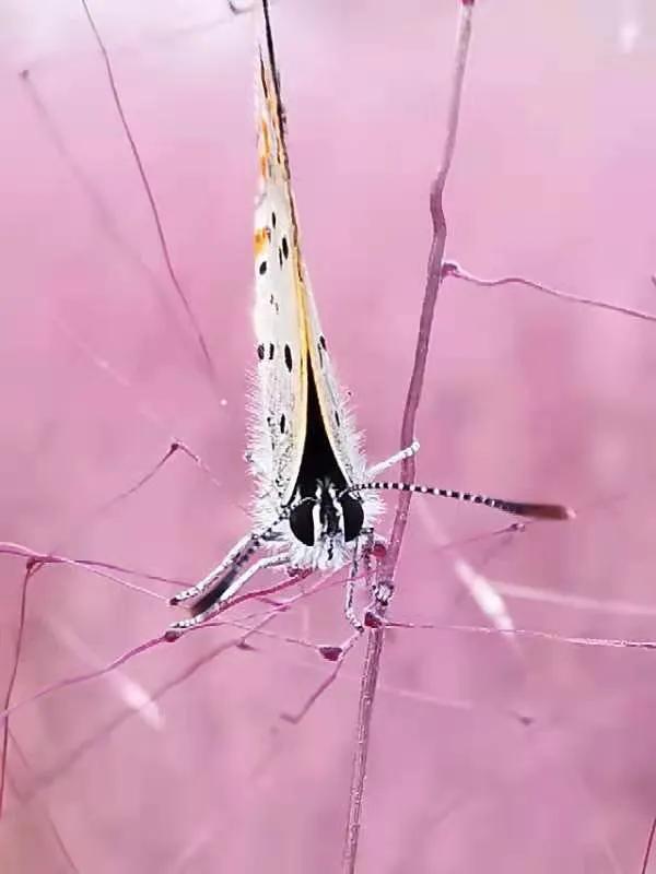 华为seaal10是什么型号的手机，型号为seaal10什么手机