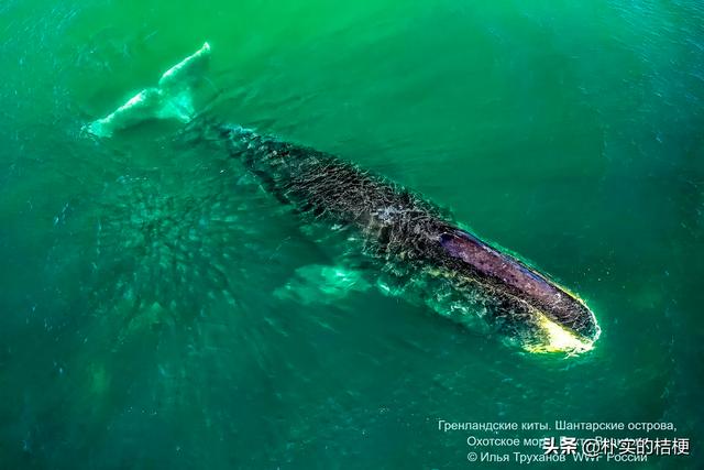 世界珍稀动物仅剩一只大熊猫，世界珍稀动物仅剩一只狗