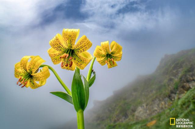 马航中国科学家名单，马航上的八名科学家研究的什么