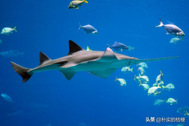 世界珍稀动物仅剩一只大熊猫，世界珍稀动物仅剩一只狗