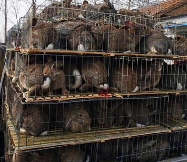 养100只兔子一年的利润有多少，养100只兔子一年的利润有多大