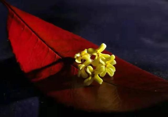 华为seaal10是什么型号的手机，型号为seaal10什么手机