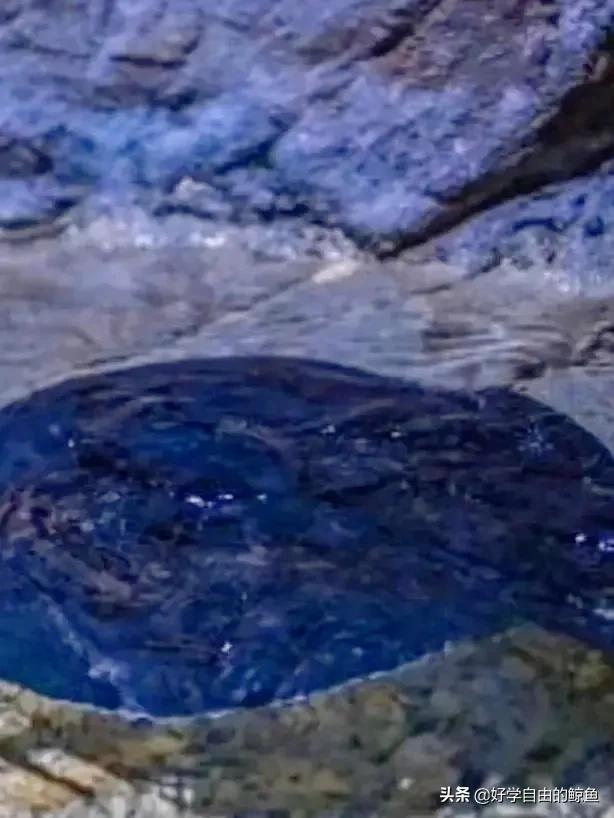 海洋活化石中华鲎怎么读，活化石 鲎怎么读