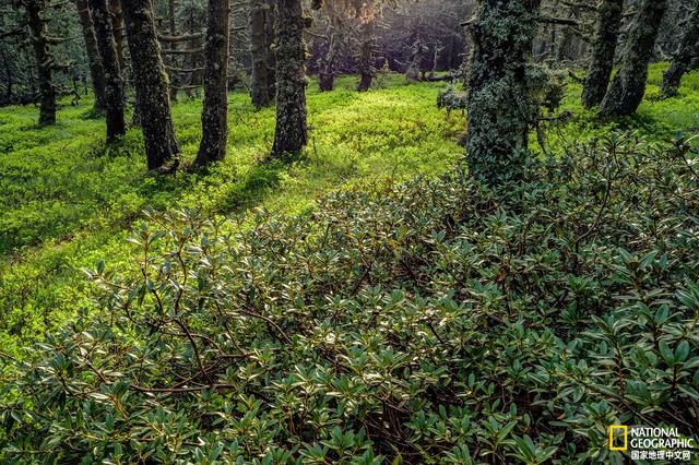 马航中国科学家名单，马航上的八名科学家研究的什么