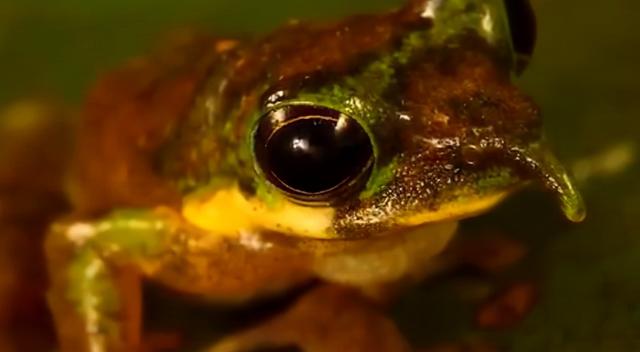 匹诺曹是什么意思啊,匹诺曹的意思