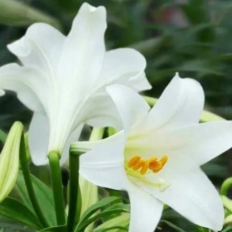 百合车车描写文字，她唇之下