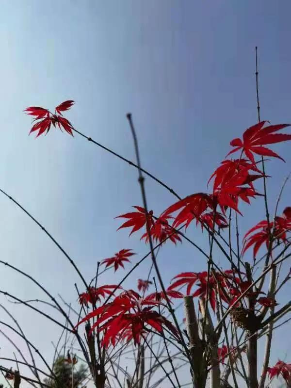 华为seaal10是什么型号的手机，型号为seaal10什么手机