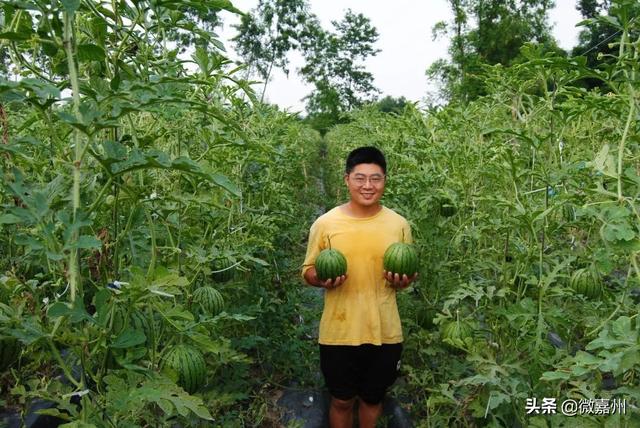 冰淇淋西瓜是什么品种图片大全，冰淇淋西瓜是什么品种图片介绍