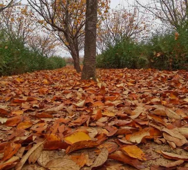 华为seaal10是什么型号的手机，型号为seaal10什么手机