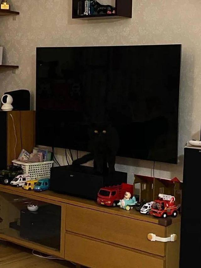 黑猫是什么品种的猫图片，黑猫是什么品种的猫咪