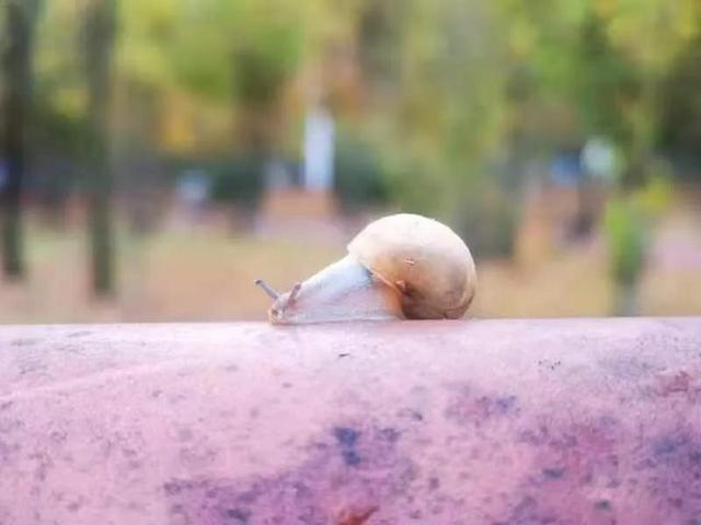 华为seaal10是什么型号的手机，型号为seaal10什么手机