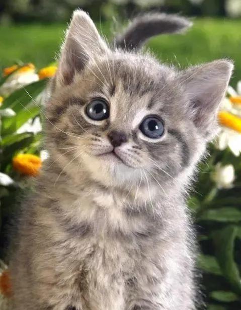 铲屎官是啥意思，铲屎官是啥意思网络用语