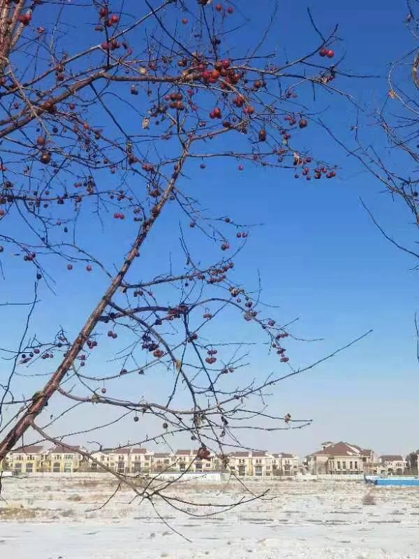 华为seaal10是什么型号的手机，型号为seaal10什么手机