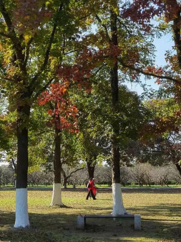 华为seaal10是什么型号的手机，型号为seaal10什么手机