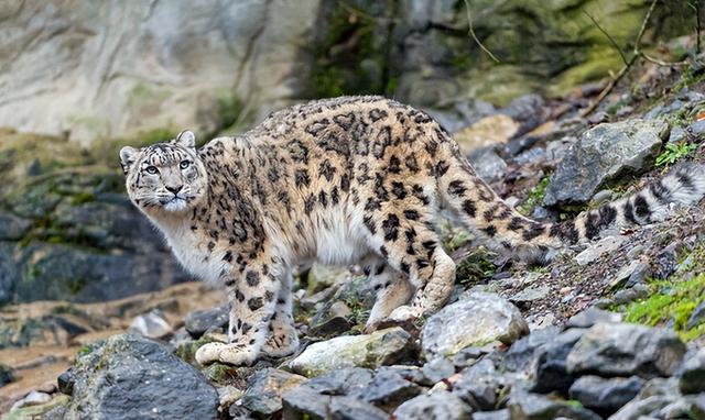 世界珍稀动物仅剩一只大熊猫，世界珍稀动物仅剩一只狗