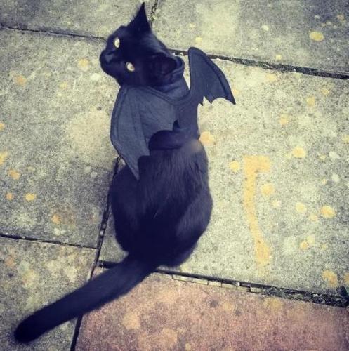 长毛黑猫是什么品种，大耳朵黑猫是什么品种